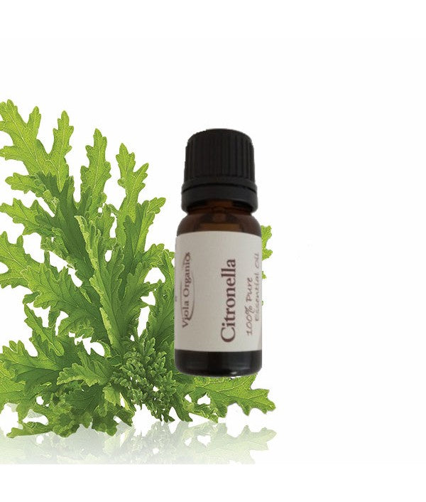 Viola Essential Oil - Citronella 12ml